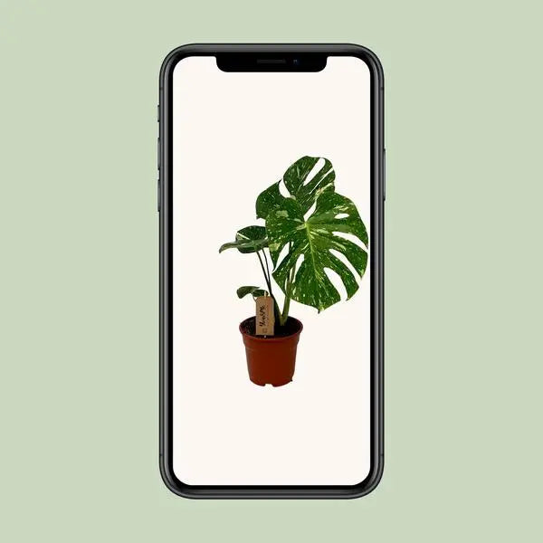 Monstera Deliciosa - Ø17cm - ↕50cm  BotanicBridge