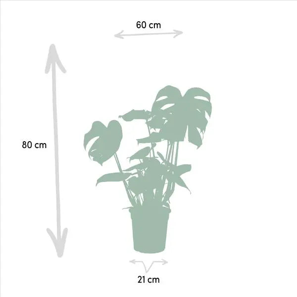 Monstera Deliciosa - Ø21cm - ↕75cm + Alocasia Zebrina - Ø19cm - ↕75cm + Strelitzia Nicolai - Ø19cm - ↕85cm  BotanicBridge