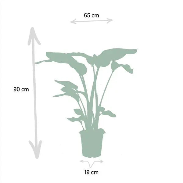 Monstera Deliciosa - Ø21cm - ↕75cm + Alocasia Zebrina - Ø19cm - ↕75cm + Strelitzia Nicolai - Ø19cm - ↕85cm  BotanicBridge