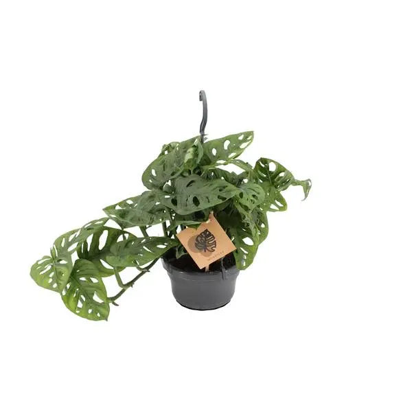 Monstera Monkey - Ø14cm - ↕30cm  BotanicBridge