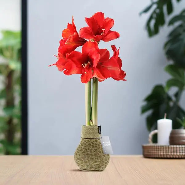 No Water Flowers® (wax amaryllis) | Fashionz Animal - Cheetah + Red flower  BotanicBridge