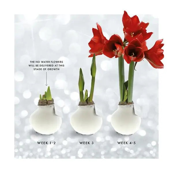 No Water Flowers® (wax amaryllis) | Fashionz Animal - Cheetah + Red flower  BotanicBridge