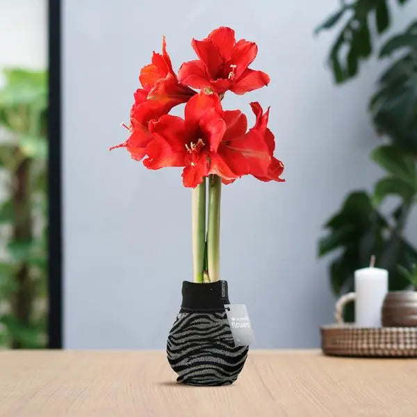 No Water Flowers® (wax amaryllis) | Fashionz Animal - Zebra + Red flower  BotanicBridge