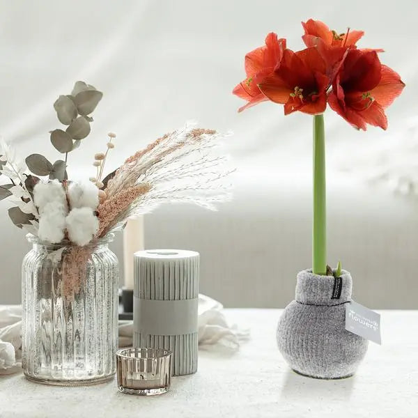 No Water Flowers® (wax amaryllis) | Fashionz Cozy Fluffy - Grey + Red flower  BotanicBridge