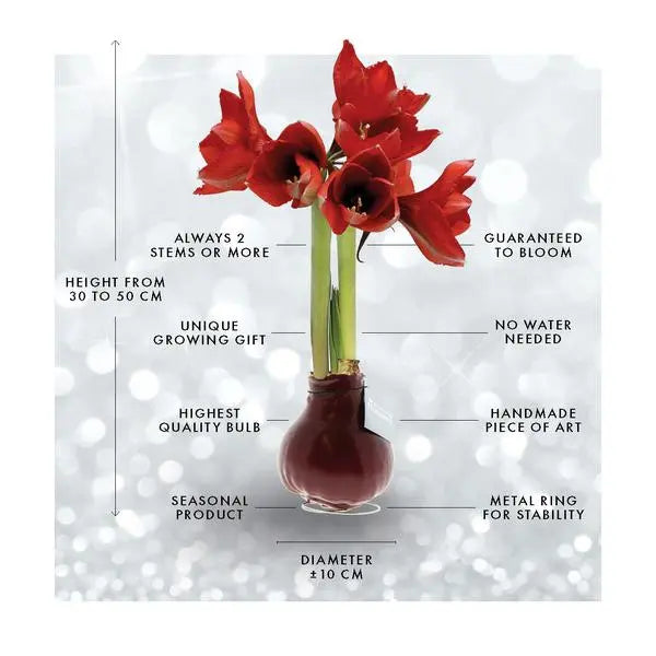 No Water Flowers® (wax amaryllis) | Fashionz Cozy Fluffy - Pink + Red flower  BotanicBridge