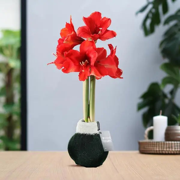 No Water Flowers® (wax amaryllis) | Fashionz Cozy Wooly - Green + Red flower  BotanicBridge