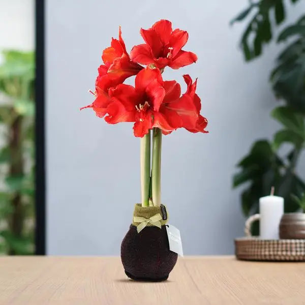 No Water Flowers® (wax amaryllis) | Fashionz Elegant - Bordeaux + Red flower  BotanicBridge