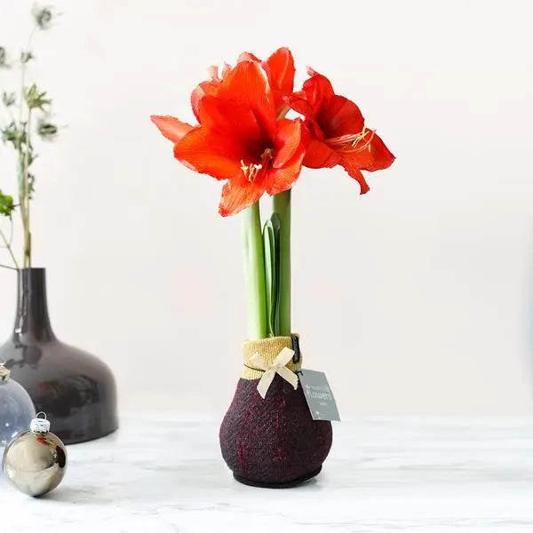 No Water Flowers® (wax amaryllis) | Fashionz Elegant - Bordeaux + Red flower  BotanicBridge