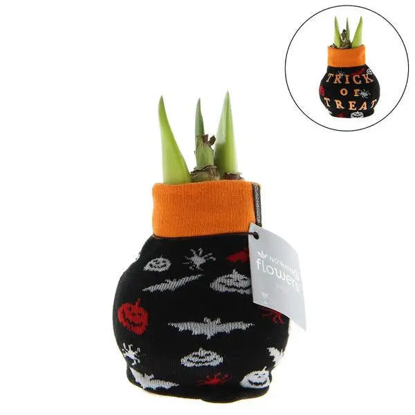 No Water Flowers® (wax amaryllis) | Fashionz Halloween - Black + Red flower  BotanicBridge