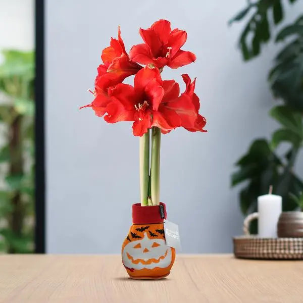 No Water Flowers® (wax amaryllis) | Fashionz Halloween - Orange + Red flower  BotanicBridge