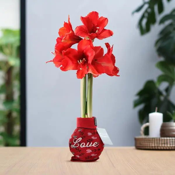 No Water Flowers® (wax amaryllis) | Fashionz Love - Red + Red flower  BotanicBridge