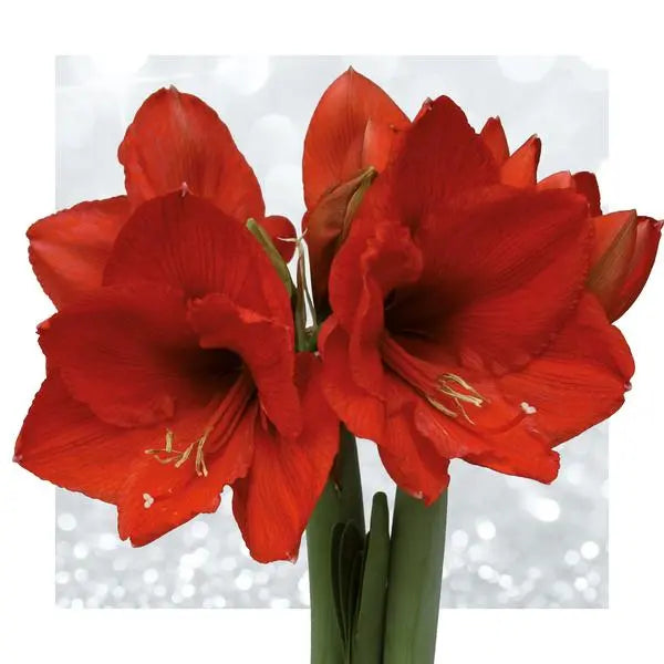 No Water Flowers® (wax amaryllis) | Fashionz Love - Red + Red flower  BotanicBridge