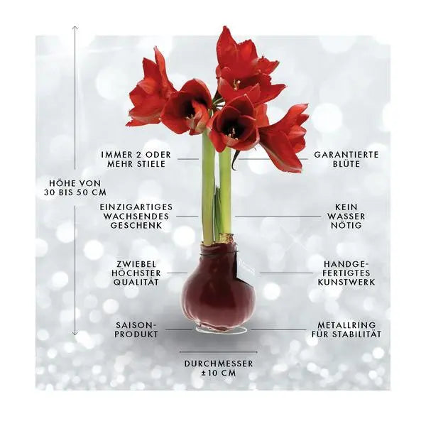 No Water Flowers® (wax amaryllis) | Fashionz Patterns Disco - Green + Red flower  BotanicBridge