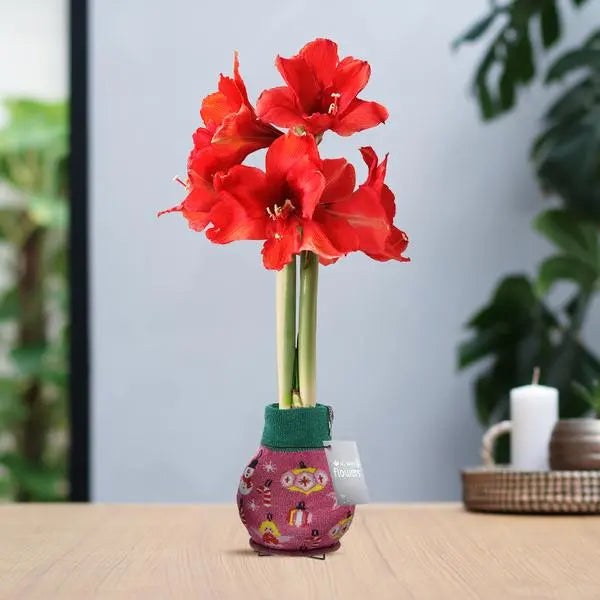 No Water Flowers® (wax amaryllis) | Fashionz Patterns Disco - Pink + Red flower  BotanicBridge