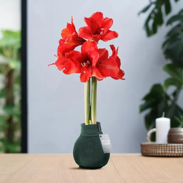 No Water Flowers® (wax amaryllis) | Fashionz Patternz Shine - Green + Red flower  BotanicBridge