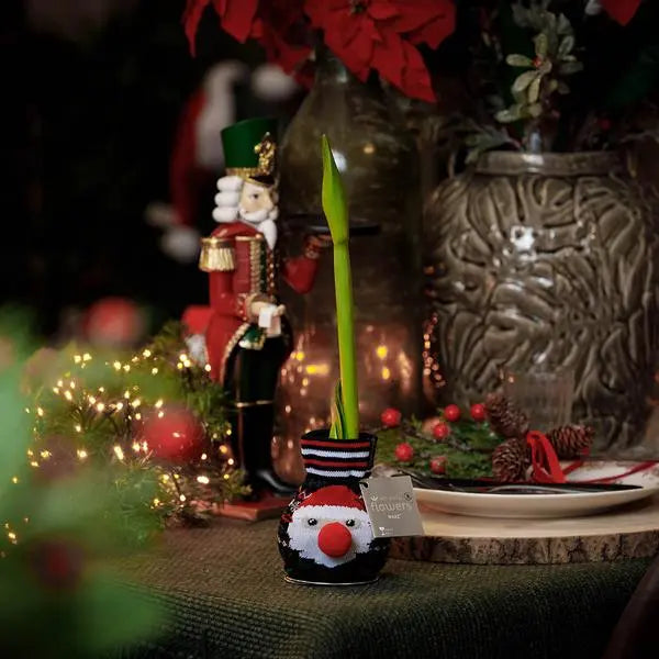 No Water Flowers® (wax amaryllis) | Fashionz Xmas Fun Classic - Santa + Red flower  BotanicBridge