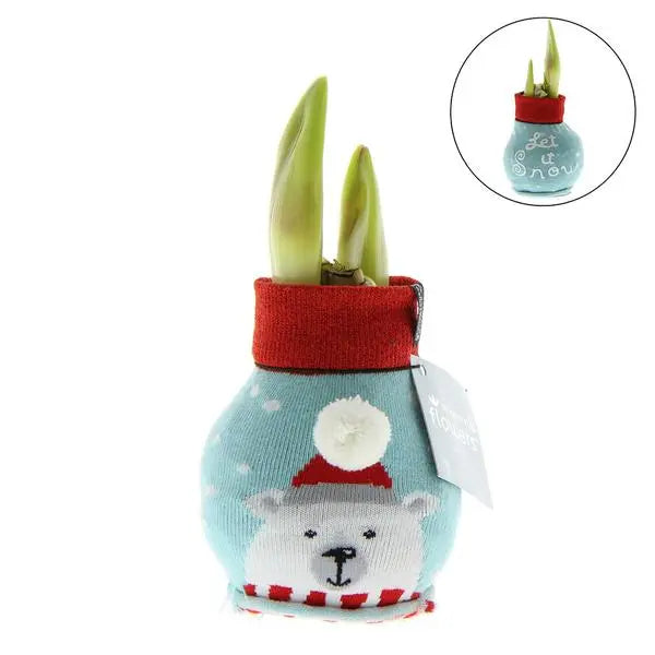 No Water Flowers® (wax amaryllis) | Fashionz Xmas Fun Silly - Ice Bear + Red flower  BotanicBridge