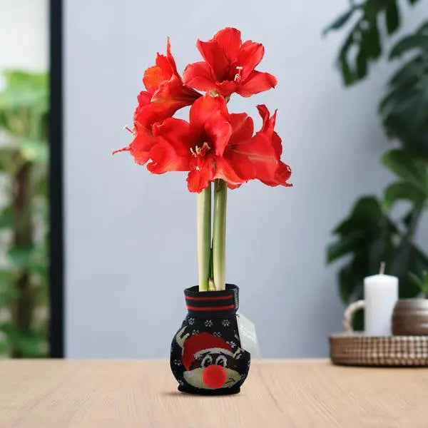 No Water Flowers® (wax amaryllis) | Fashionz Xmas Fun Silly - Rudolp Blue + Red flower  BotanicBridge