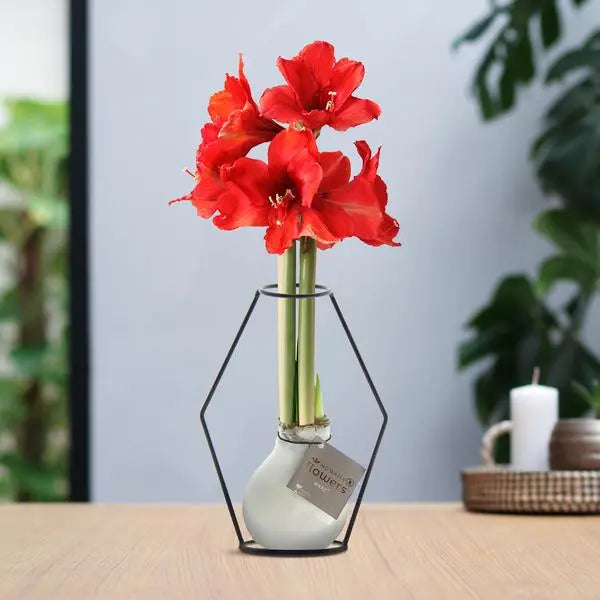 No Water Flowers® (wax amaryllis) | Formz Modern - White + Red flower  BotanicBridge