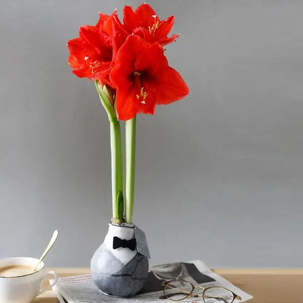 No Water Flowers® (wax amaryllis) | Giletz Bowtie - Red flower  BotanicBridge