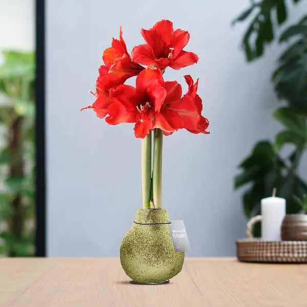 No Water Flowers® (wax amaryllis) | Glitterz® - Gold + Red flower  BotanicBridge