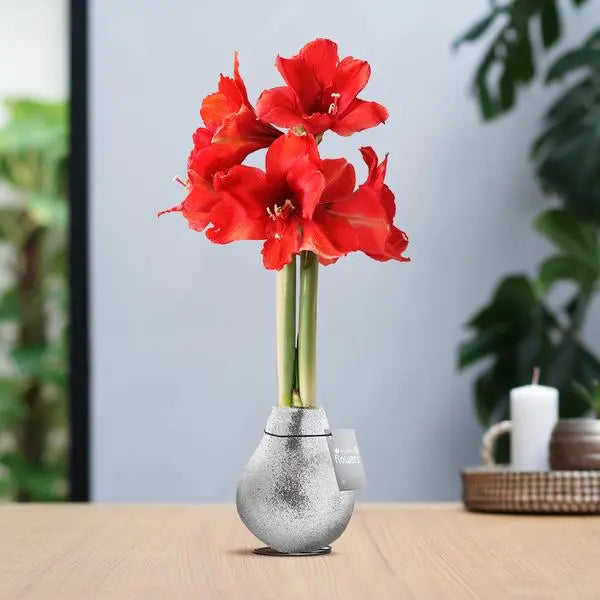 No Water Flowers® (wax amaryllis) | Glitterz® - Silver + Red flower  BotanicBridge