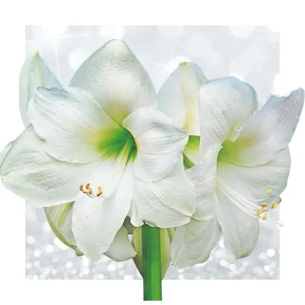 No Water Flowers® (wax amaryllis) | Naturalz Botanical - Fern + White flower  BotanicBridge