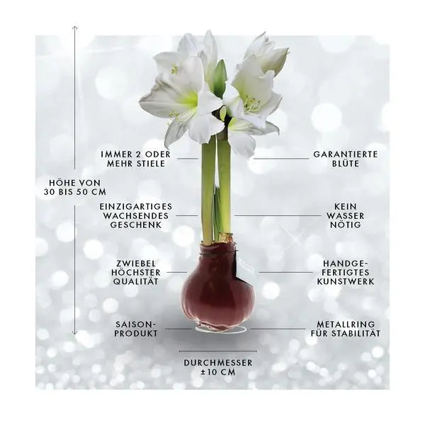 No Water Flowers® (wax amaryllis) | Naturalz Botanical - Fern + White flower  BotanicBridge