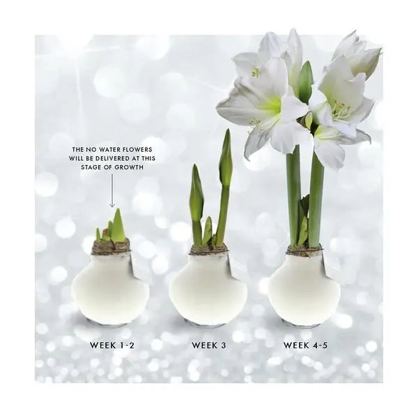 No Water Flowers® (wax amaryllis) | Naturalz Botanical - Palm + White flower  BotanicBridge