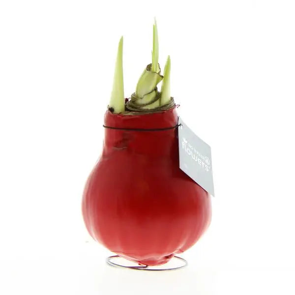 No Water Flowers® (wax amaryllis) | Parfumz - Cherry + Red flower  BotanicBridge