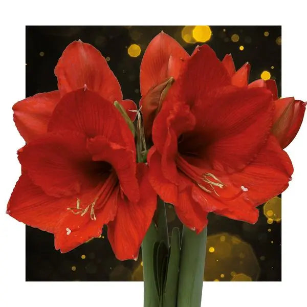 No Water Flowers® (wax amaryllis) | Univerz Jupiter - Black + Red flower  BotanicBridge