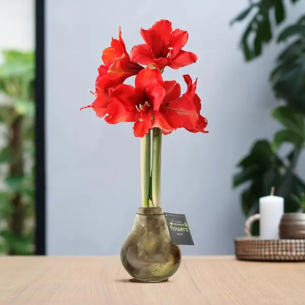 No Water Flowers® (wax amaryllis) | Univerz Jupiter - Brown + Red flower  BotanicBridge