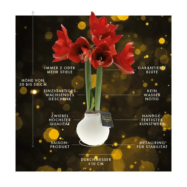 No Water Flowers® (wax amaryllis) | Univerz Jupiter - Brown + Red flower  BotanicBridge