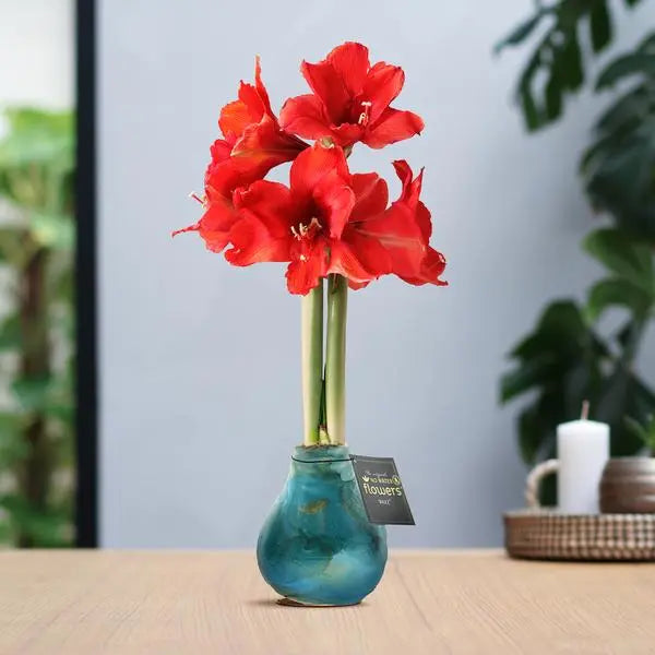 No Water Flowers® (wax amaryllis) | Univerz Saturnus - Aqua + Red flower  BotanicBridge