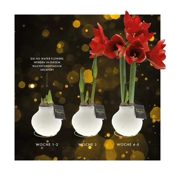 No Water Flowers® (wax amaryllis) | Univerz Saturnus - Green + Red flower  BotanicBridge