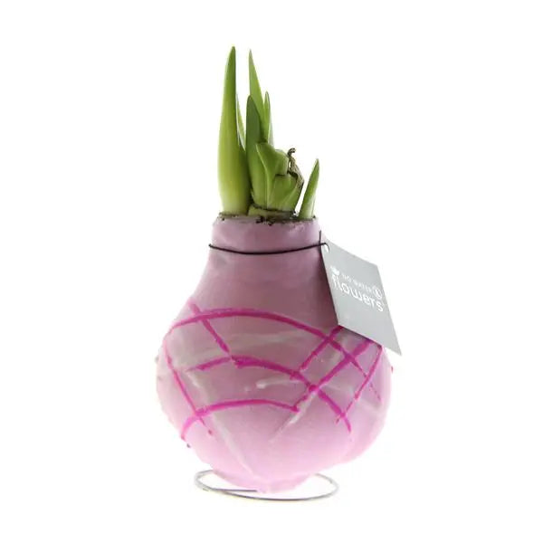 No Water Flowers® (wax amaryllis) | Waxz® Art Monet - Pastel Pink + Red flower  BotanicBridge