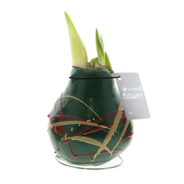 No Water Flowers® (wax amaryllis) | Waxz® Art Munch - Dark Green + Red flower  BotanicBridge