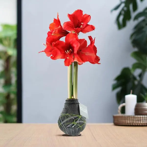 No Water Flowers® (wax amaryllis) | Waxz® Art Picasso - Black + Red flower  BotanicBridge