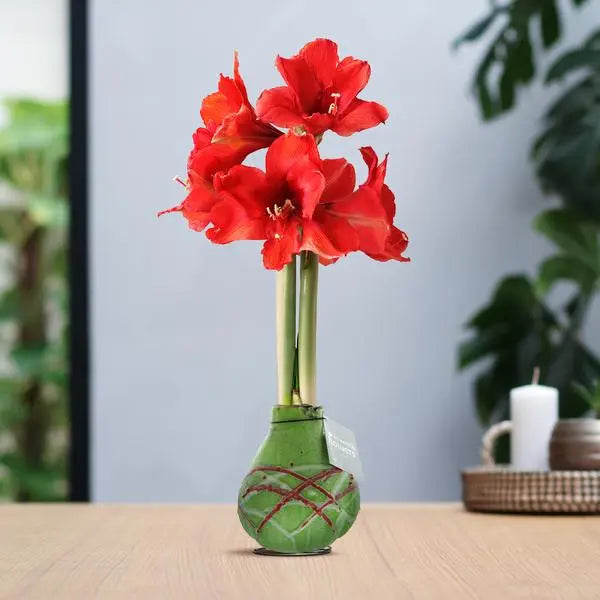 No Water Flowers® (wax amaryllis) | Waxz® Art Picasso - Green + Red flower  BotanicBridge