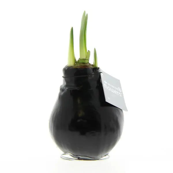 No Water Flowers® (wax amaryllis) | Waxz® Colours - Black + Red flower  BotanicBridge