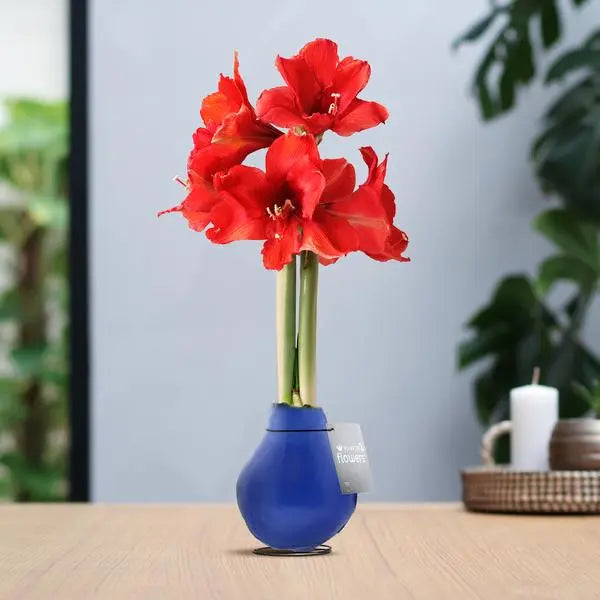 No Water Flowers® (wax amaryllis) | Waxz® Colours - Blue + Red flower  BotanicBridge