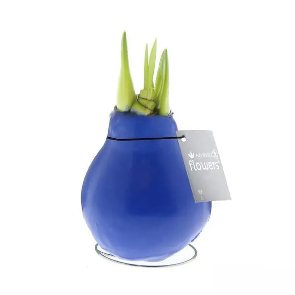 No Water Flowers® (wax amaryllis) | Waxz® Colours - Blue + Red flower  BotanicBridge