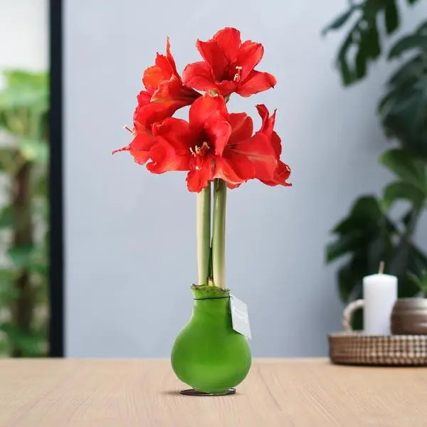 No Water Flowers® (wax amaryllis) | Waxz® Colours - Green + Red flower  BotanicBridge