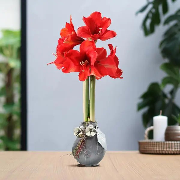 No Water Flowers® (wax amaryllis) | Waxz® Jingle Bellz - Silver + Red flower  BotanicBridge