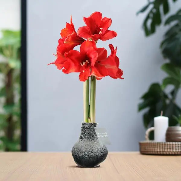 No Water Flowers® (wax amaryllis) | Waxz® Snow - Black + Red flower  BotanicBridge