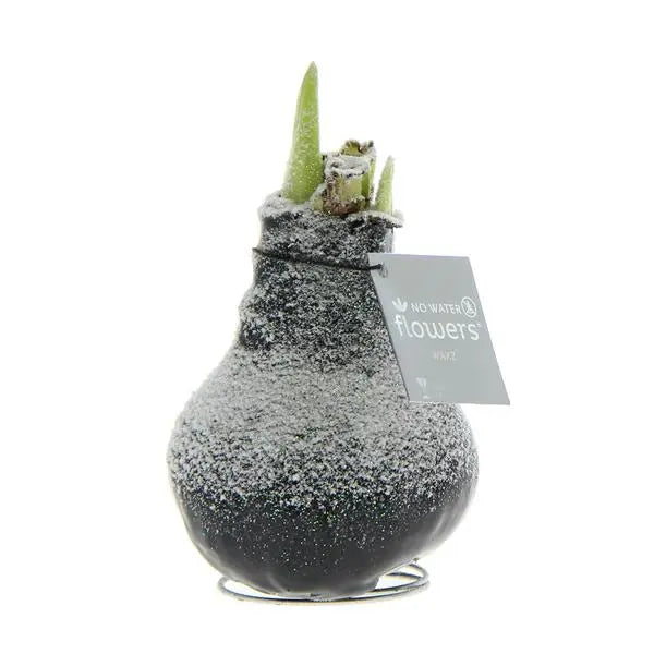 No Water Flowers® (wax amaryllis) | Waxz® Snow - Black + Red flower  BotanicBridge