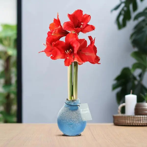 No Water Flowers® (wax amaryllis) | Waxz® Snow - Ice blue + Red flower  BotanicBridge