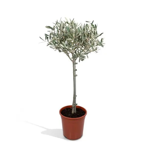 Olea - Ø19cm - ↕90cm  BotanicBridge