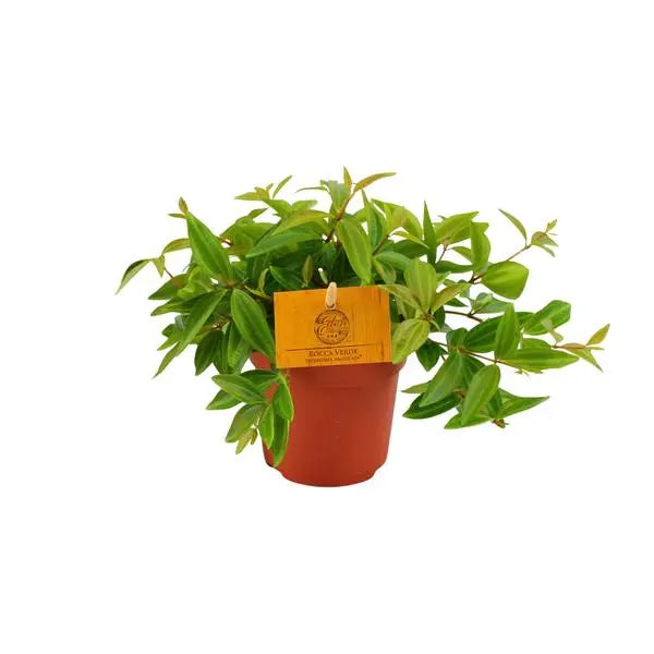 Peperomia Ang. Rocca Vivace - Ø11cm - ↕15cm  BotanicBridge