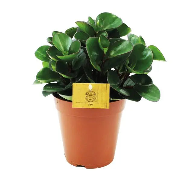 Peperomia Burning Bush - Ø15cm - ↕25cm  BotanicBridge